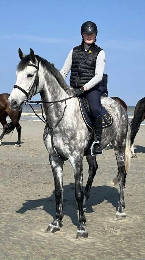Mooie 7-jarige schimmelruin, Dieren en Toebehoren, Paarden, Ruin, L, 170 tot 175 cm, 7 tot 10 jaar, Recreatiepaard, Met stamboom