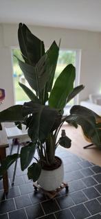Strelitzia plant, Groene kamerplant, Ophalen, Halfschaduw, 200 cm of meer