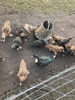 Barberie jongen, Dieren en Toebehoren