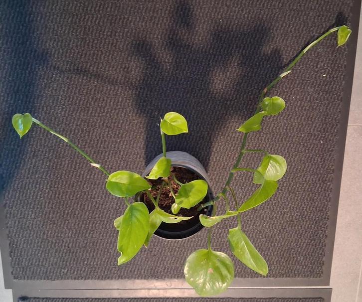 Drakenklimop, Tuin en Terras, Planten | Fruitbomen, Ophalen