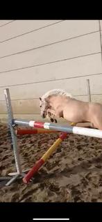 Knappe palomino pony hengst, Dieren en Toebehoren, Hengst