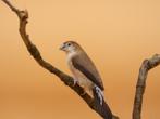 Loodbekje - Euodice malabarica, Dieren en Toebehoren, Meerdere dieren, Tropenvogel