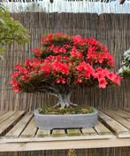 Zeer oude Bonsai Azalea Kinsai ~ 60 jaar oud, Halfschaduw, Overige soorten, Lente, Minder dan 100 cm