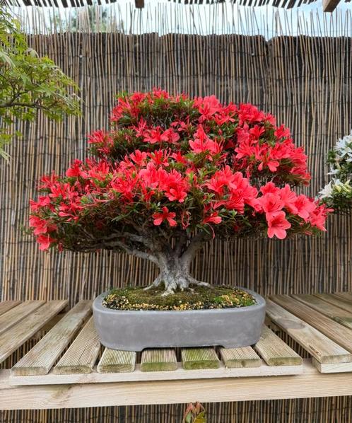 Zeer oude Bonsai Azalea Kinsai ~ 60 jaar oud, Tuin en Terras, Planten | Bomen, Overige soorten, Minder dan 100 cm, Halfschaduw