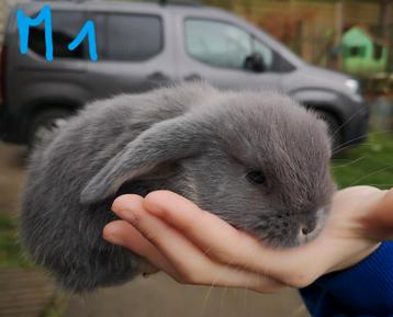 Bébés lapins béliers nains 