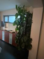 Monstera, Ophalen