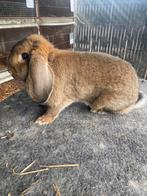 Duitse hangoor konijn, Dieren en Toebehoren, Konijnen, Hangoor