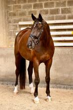 Oscar K – 11-jarige BWP ruin –superbraaf & betrouwbaar paard, Dieren en Toebehoren, Paarden, 175 cm of meer, Gechipt, Ruin, 11 jaar of ouder