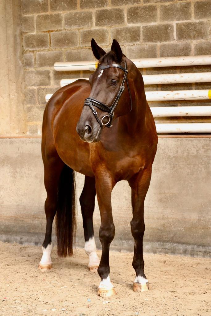 Oscar K – 11-jarige BWP ruin –superbraaf & betrouwbaar paard, Dieren en Toebehoren, Paarden, Ruin, 175 cm of meer, 11 jaar of ouder