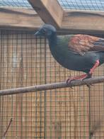 Te koop : Koppel Roul Roul