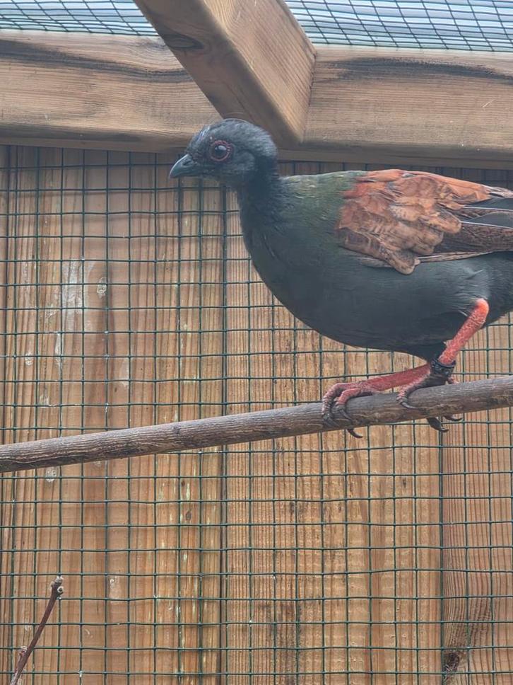 Te koop : Koppel Roul Roul, Animaux & Accessoires, Oiseaux | Pigeons