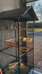 Xl vogelkooi met parkieten  en kanaries, Dieren en Toebehoren, Ophalen, Zo goed als nieuw
