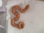 Haakneusslang albino conda, Serpent, 0 à 2 ans