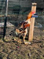 Thai shamo, Dieren en Toebehoren, Pluimvee, Mannelijk, Kip
