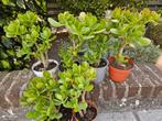 Mooi stevige crassula (jade) plantjes, Huis en Inrichting, Kamerplanten, Ophalen