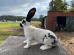 Reuzevlinder ram, Dieren en Toebehoren, Konijnen