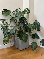 Monstera plant, Maison & Meubles, Plantes d'intérieur, En pot, Plante verte, Plein soleil, Enlèvement