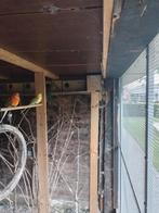 roodruggen, Plusieurs animaux, Perruche