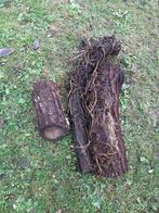 Brandhout  -  Stam  -  Acacia, Ophalen