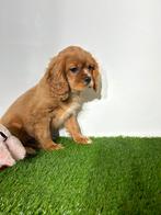 Cavalier King Charles pups, Animaux & Accessoires, Épagneul, Plusieurs, Étranger, Parvovirose