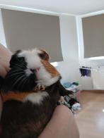 2 Tamme Cavia’s, Ophalen, Kooi, Cavia