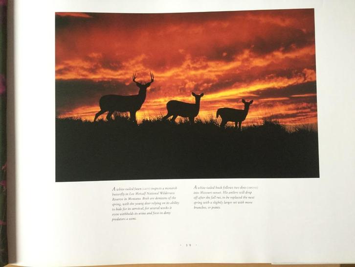 Wildlife of north america Thomas A Lewis, Boeken, Natuur, Nieuw, Natuur algemeen, Ophalen of Verzenden