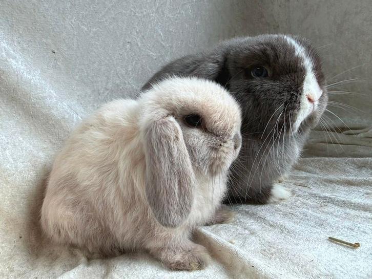 Prachtig mooi super lief raszuiver koppel Minilop konijntjes, Dieren en Toebehoren, Konijnen, Klein, Meerdere dieren, 0 tot 2 jaar