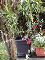 Oleander plant, Tuin en Terras, Planten | Tuinplanten, Ophalen