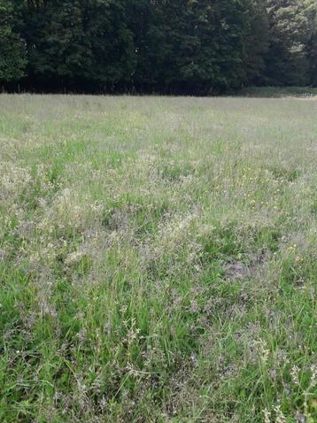 Pension pour chevaux en prairie beschikbaar voor biedingen