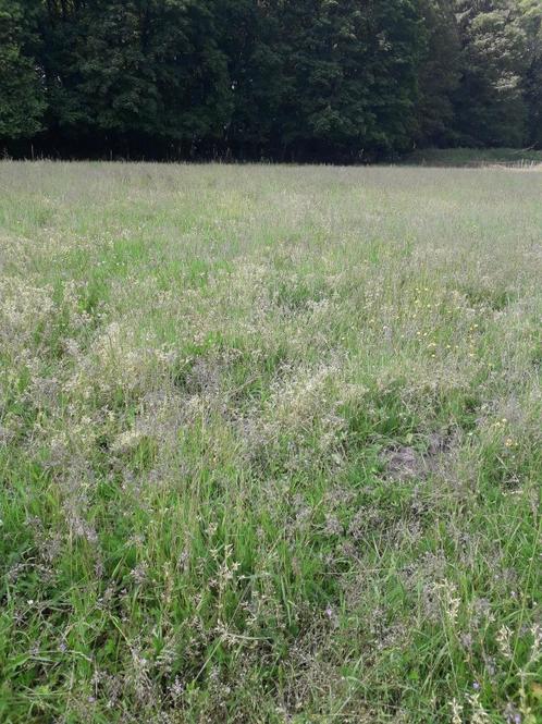 Pension pour chevaux en prairie, Dieren en Toebehoren, Stalling en Weidegang, Weidegang, 4 paarden of pony's of meer