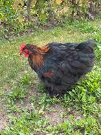 Cochin hanen rasecht, Dieren en Toebehoren, Mannelijk, Kip