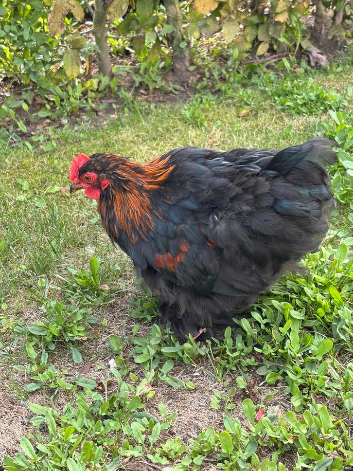 Cochin hanen rasecht, Dieren en Toebehoren, Pluimvee, Kip, Mannelijk