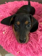 Black&tan kortharige teckel pup, Dieren en Toebehoren, België, 8 tot 15 weken, Meerdere, Fokker | Professioneel