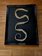 Exotisch Decoratiestuk – Vervelde Huid van een slang, Ophalen of Verzenden