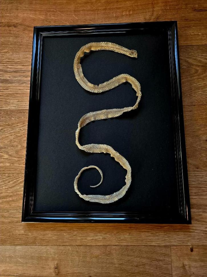 Exotisch Decoratiestuk – Vervelde Huid van een slang, Antiek en Kunst, Curiosa en Brocante, Ophalen of Verzenden