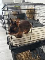 Lapin nain à vendre, Mâle, Taille moyenne, 0 à 2 ans