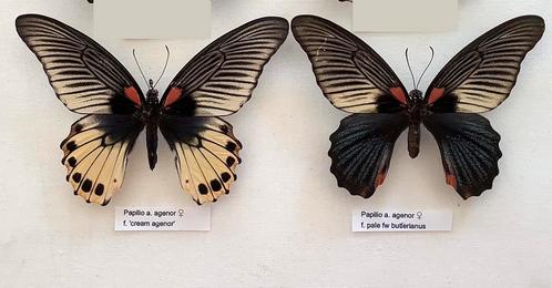 Papilio a. a. agenor + butlerianus varianten, 48 € samen, Collections, Collections Animaux, Comme neuf, Enlèvement ou Envoi