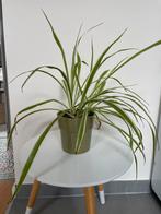 Chlorophytum comosum, Maison & Meubles, Plantes d'intérieur, Ombre partielle, En pot, Plante verte, Moins de 100 cm