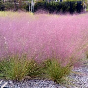 Muhlenbergia capillaris  beschikbaar voor biedingen