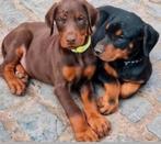 Zwarte en bruine dobermann puppy's, Dieren en Toebehoren, Honden | Bulldogs, Pinschers en Molossers, België, Fokker | Hobbymatig