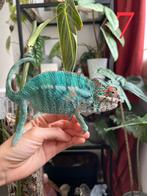 Jonge mannelijke Furcifer pardalis Ambilobe, Hagedis, 0 tot 2 jaar