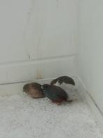 Japanse dwergkwartels, Animaux & Accessoires, Oiseaux | Oiseaux Autre