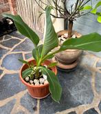 Bananier, Enlèvement