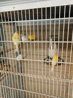 Gele kanaries, Dieren en Toebehoren, Vogels | Kanaries