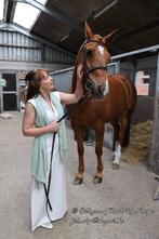 Paard, Dieren en Toebehoren, Paarden, 175 cm of meer, Gechipt, Ruin, L