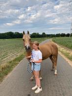 Show time, Animaux & Accessoires, Vermifugé, Poney C (1.27 m à 1.37m), Z, 11 ans ou plus