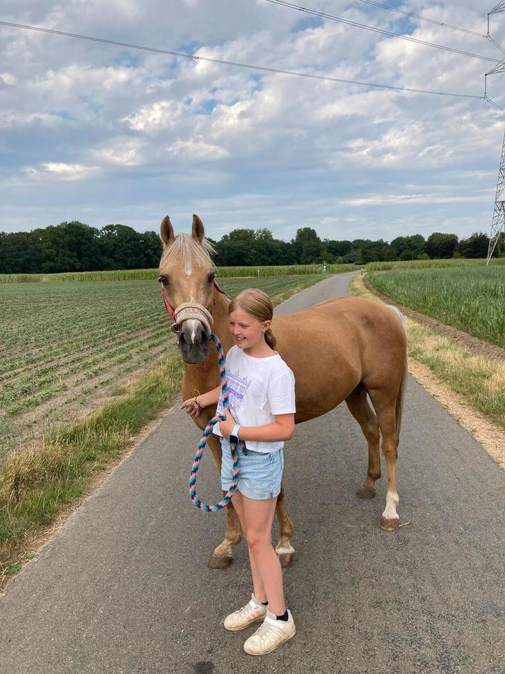 Show time, Dieren en Toebehoren, Pony's, Ruin, Z, C pony (1.27m tot 1.37m), Recreatiepony, 11 jaar of ouder, Gechipt, Ontwormd