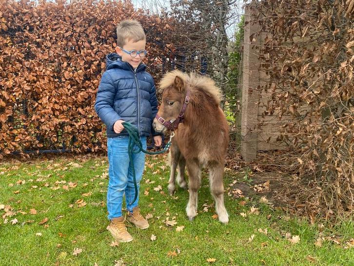Caramel kleurig pony veulentje ouders mini paardje, Dieren en Toebehoren, Pony's, Hengst, Ontwormd