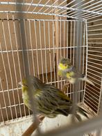 2 mannen  gloster 23 en 24, Dieren en Toebehoren, Mannelijk, Zangkanarie