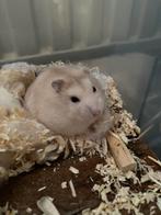 hamster, Animaux & Accessoires, Rongeurs, Hamster